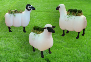 Ram, sheep