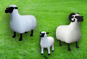 Ram, sheep